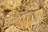 Fossil Leaves Preserved In Travertine - Austria #113072-2